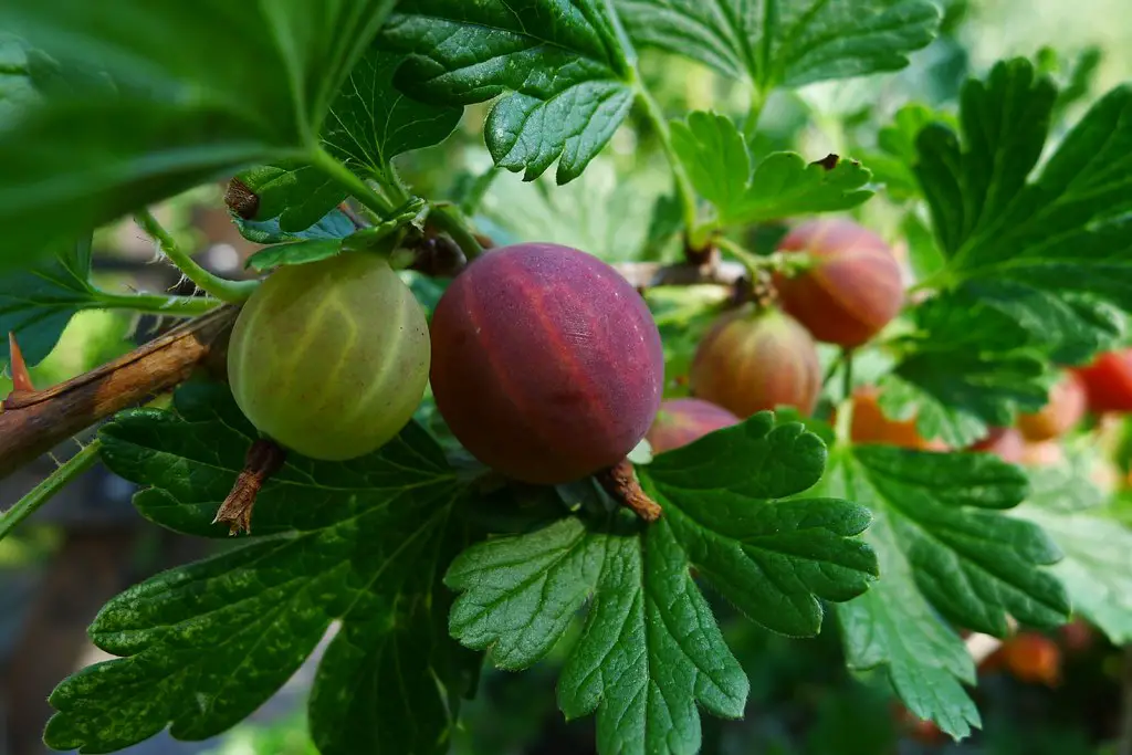 10-incredibly-safe-berries-to-eat-in-the-wild-outdoor-fads