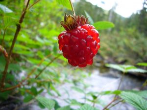 Salmonberries