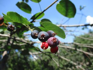 Saskatoon Berries - Safe Berries to Eat In The Wild