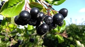Chokeberries - Safe Berries to Eat In The Wild