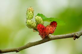 Mulberries