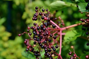 Elderberries