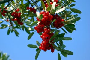 Buffaloberries - Safe Berries to Eat In The Wild