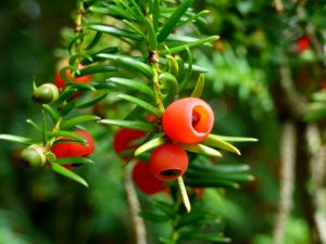 Yew Berries