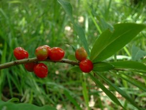 Daphne Berries