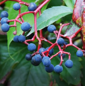 virginia creeper berries