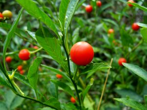 Jerusalem Cherries