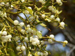 Mistletoe Berries