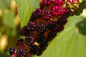 Pokeweed Berry