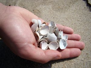 Picking Seashells