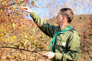 1. Inspect berry plant