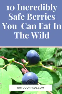 10 Incredibly Safe Berries to Eat In The Wild