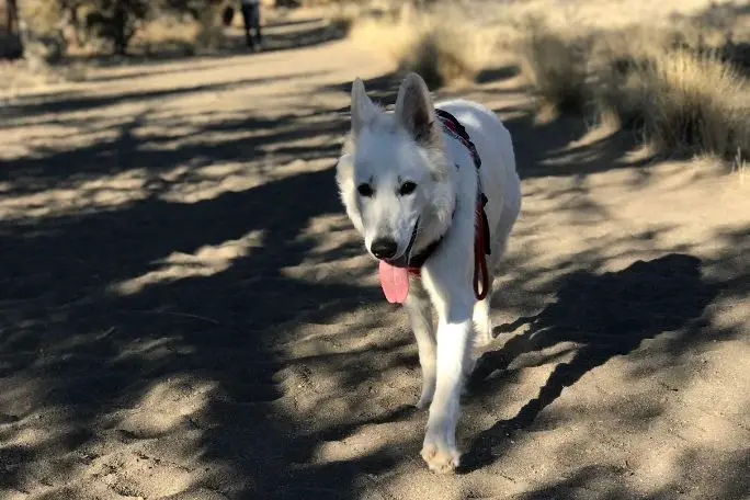  German Shepherd off-leash while hiking