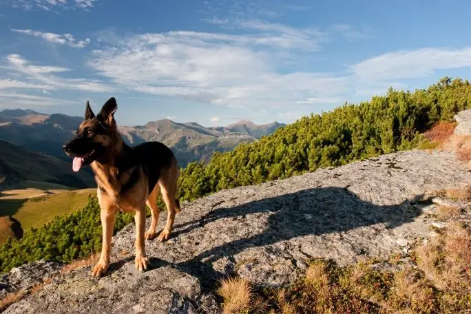 Why German Shepherds Are Great at Hiking?