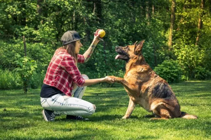 German Shepherd Exercising