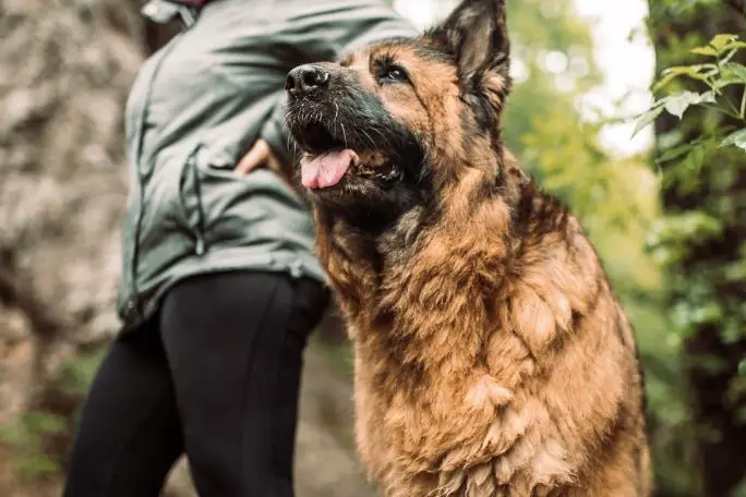 Are German Shepherds Good Hiking Dogs?
