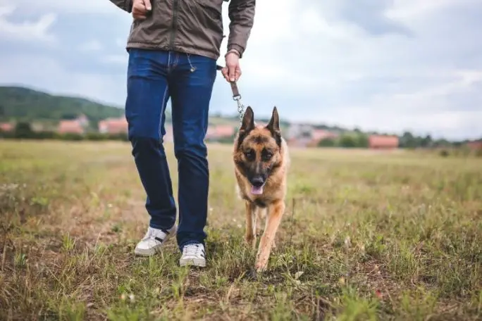 How to train German Shepherd off-leash for hiking