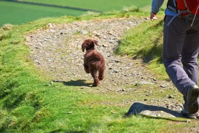 Are Poodles Good Hiking Dogs