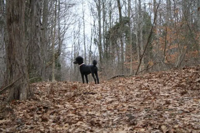 poodle dogs