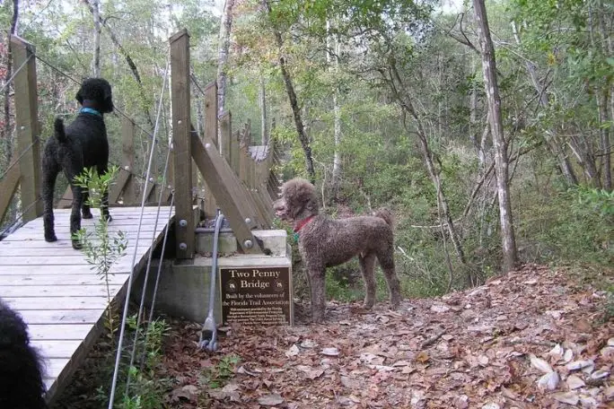 Poodle Dogs Hiking