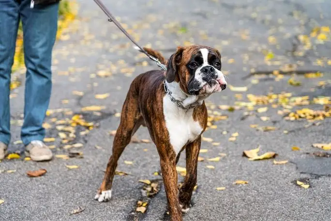 Walking with A Boxer Dog
