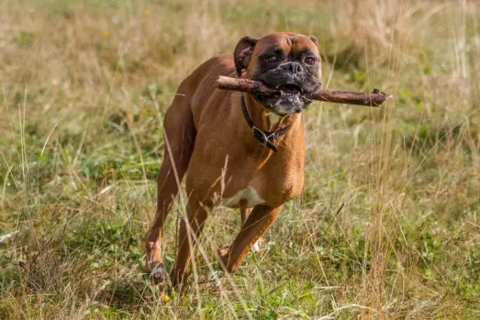 Are Boxers Good Hiking Dogs