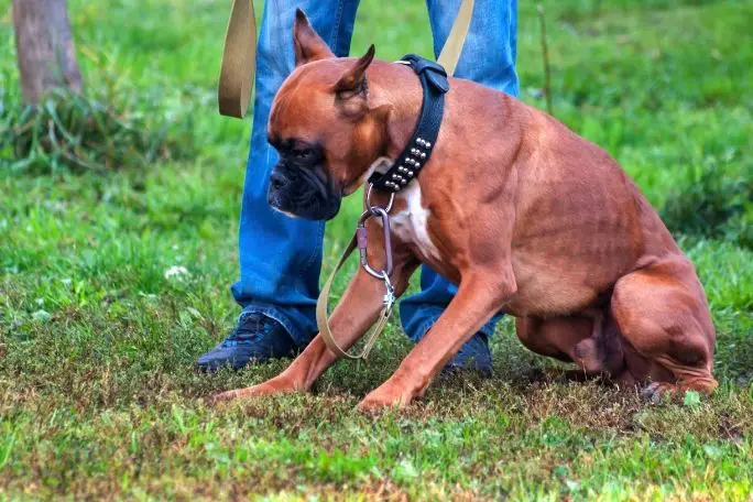 Training A Boxer Dog for Hiking