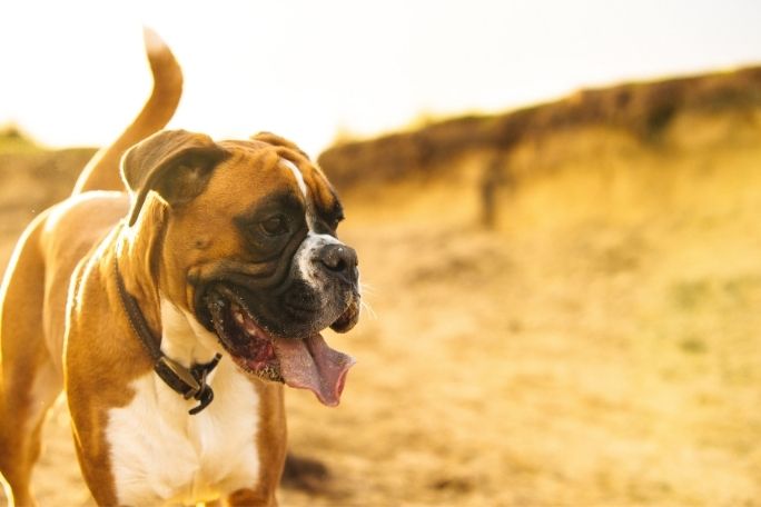 Boxer Dog Off The Leash